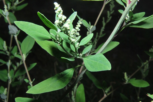 Chenopodium album